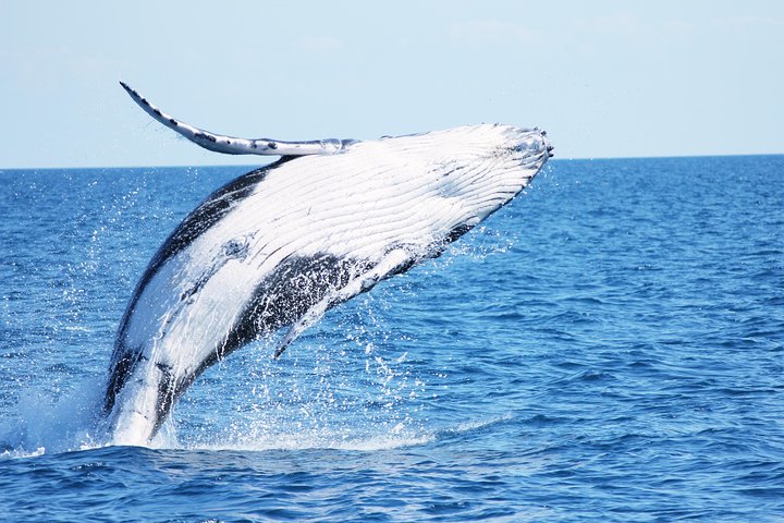 Hoteller i nærheden af Freedom Whale Watch Cruise - Hervey Bay