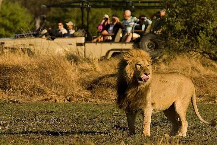 9 dias e 8 noites ao redor do Zimbábue Safari Plus - excursão de um dia a Chobe (botsuana)