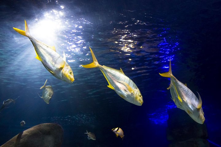 Hoteller i nærheden af SEA LIFE Oberhausen