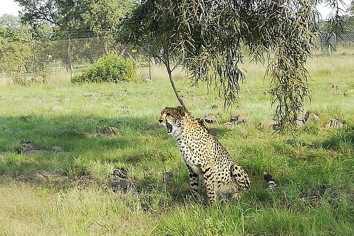 Natuurreservaat Pilanesberg & Safari Park Lion Private