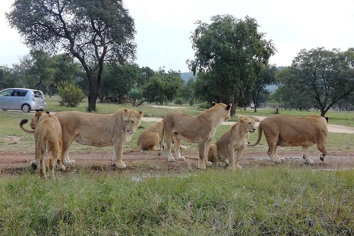 Natuurreservaat Pilanesberg & Safari Park Lion Private