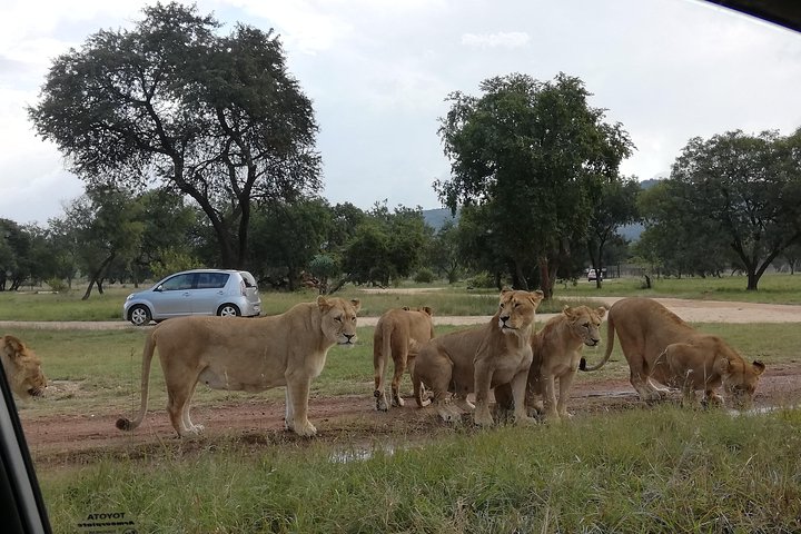 Natuurreservaat Pilanesberg & Safari Park Lion Private