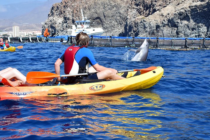 Tenerife: Turtle og delfin kajakk tur med snorkling og våtdrakt