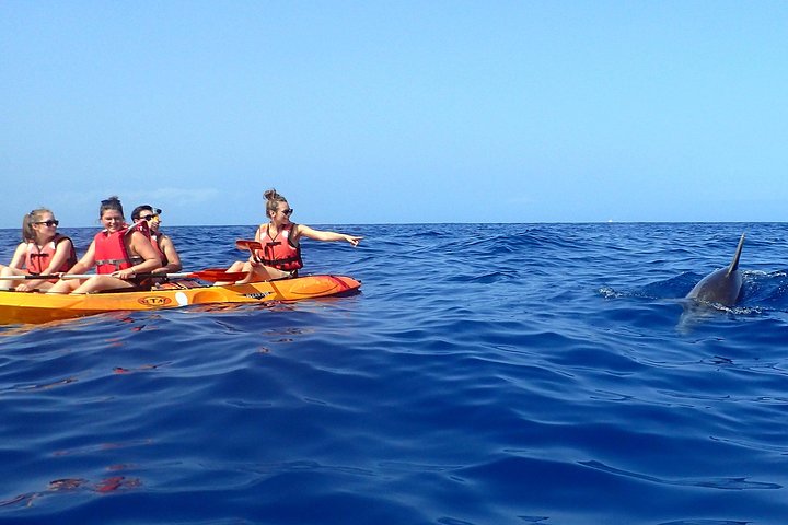 Tenerife: Turtle og delfin kajakk tur med snorkling og våtdrakt