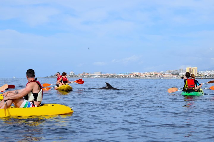 Tenerife: Turtle og delfin kajakk tur med snorkling og våtdrakt