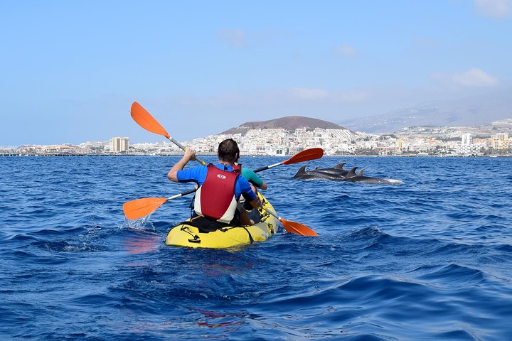Tenerife: Turtle og delfin kajakk tur med snorkling og våtdrakt
