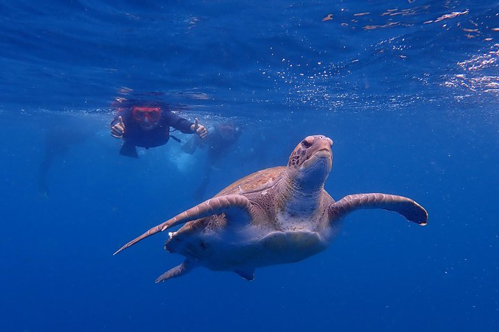 Tenerife: Turtle og delfin kajakk tur med snorkling og våtdrakt