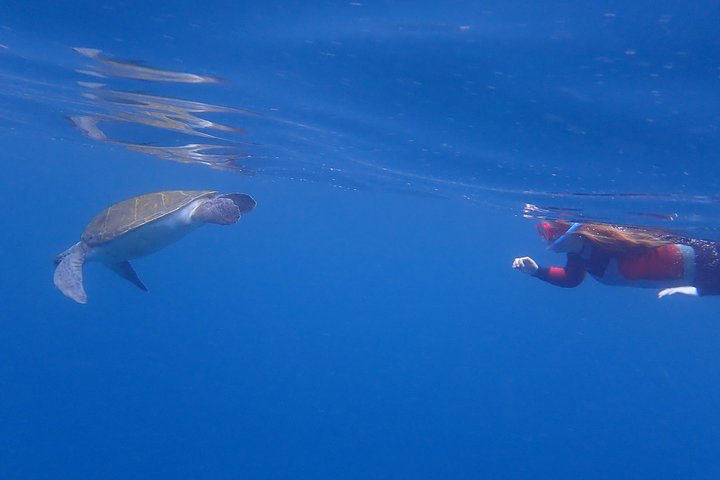 Tenerife: Turtle og delfin kajakk tur med snorkling og våtdrakt