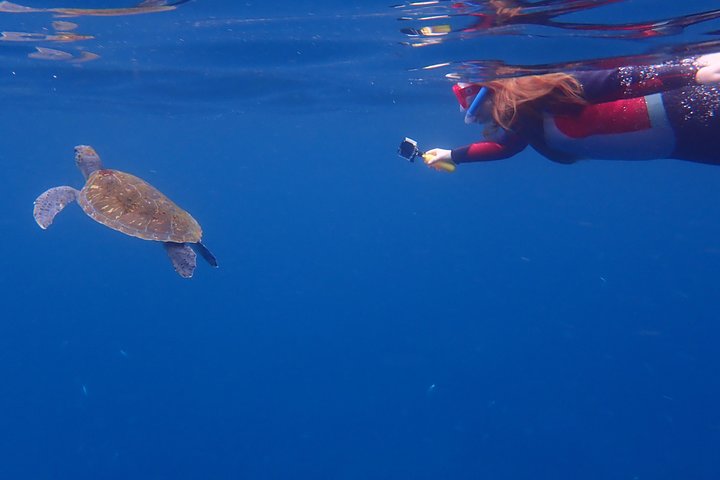 Tenerife: Turtle og delfin kajakk tur med snorkling og våtdrakt