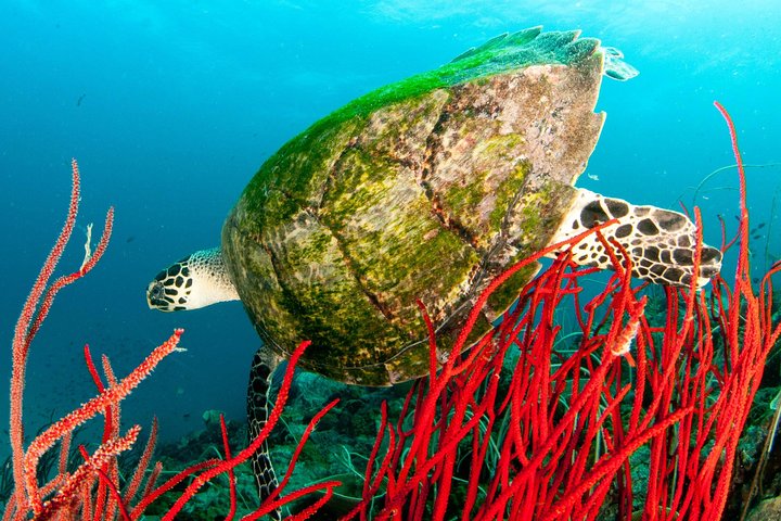 Dykking på Koh Chang – 2 dykker