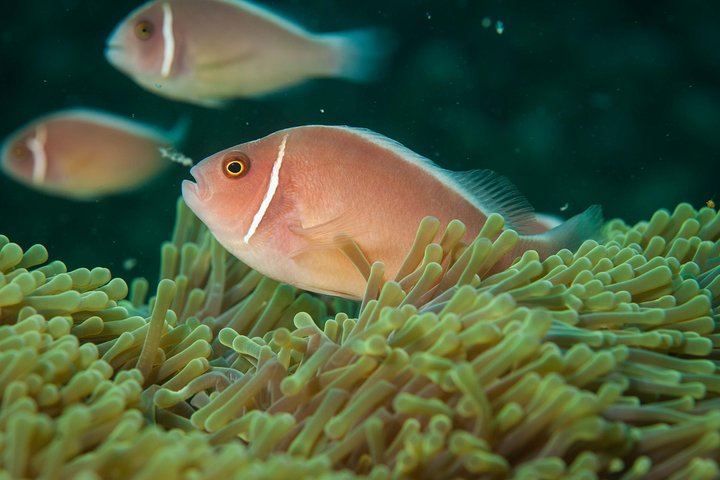 Snorkel eventyr på Koh Chang – afrejse fra Koh Chang