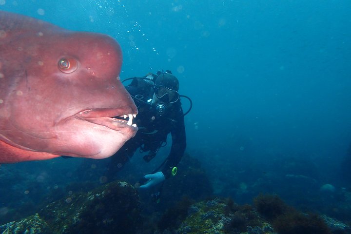 Genießen Sie das Tauchen auf der Izu-Halbinsel für das Zertifikat Diver