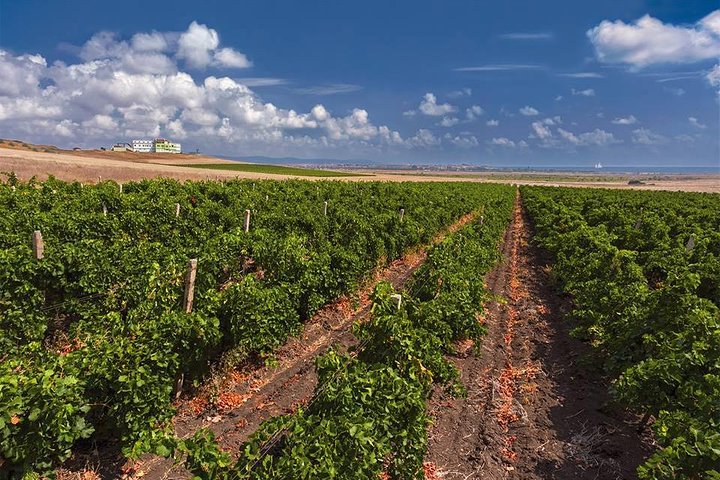 Tour Especial de História e Vinhos, incluindo Degustação de Vinhos