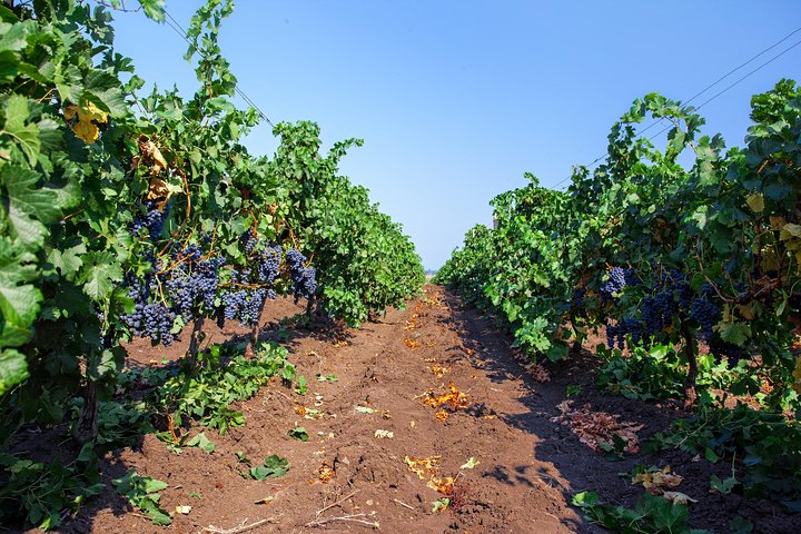 Tour Especial de História e Vinhos, incluindo Degustação de Vinhos