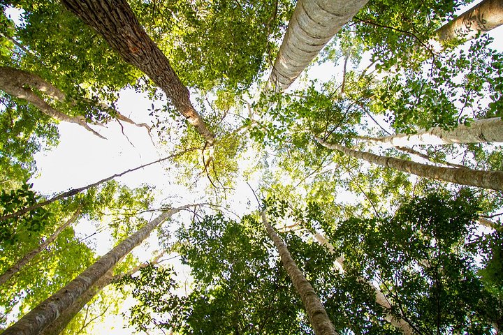 K'gari (Fraser Island) 4WD Adventure - fra Noosa