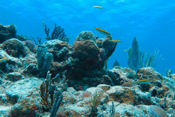 Culebra Snorkel avec Tortues & Flamenco Beach Adventure en Ferry