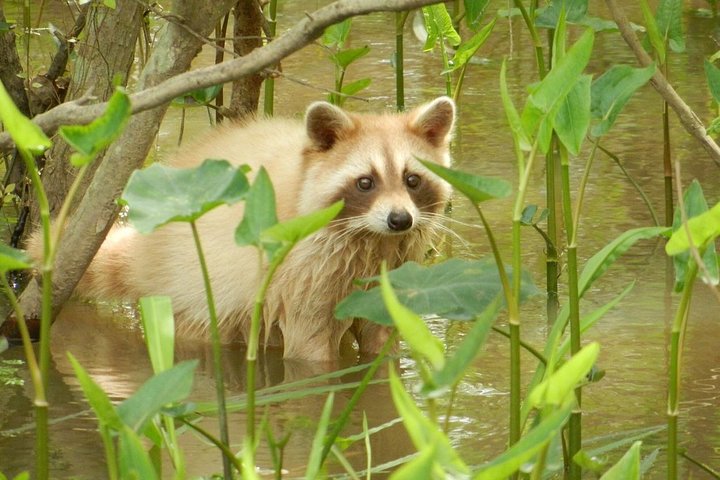 Excursion en bateau dans les marais et bayous de la Nouvelle-Orléans avec transport