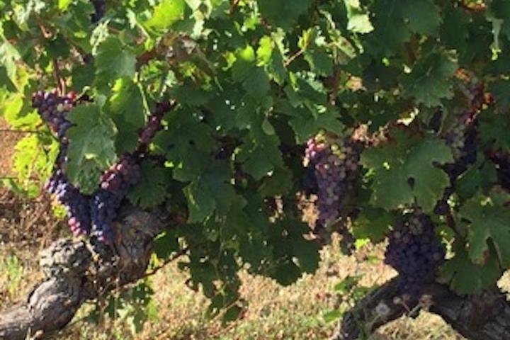 Visites des vignobles de la Loire en anglais au départ de Chinon