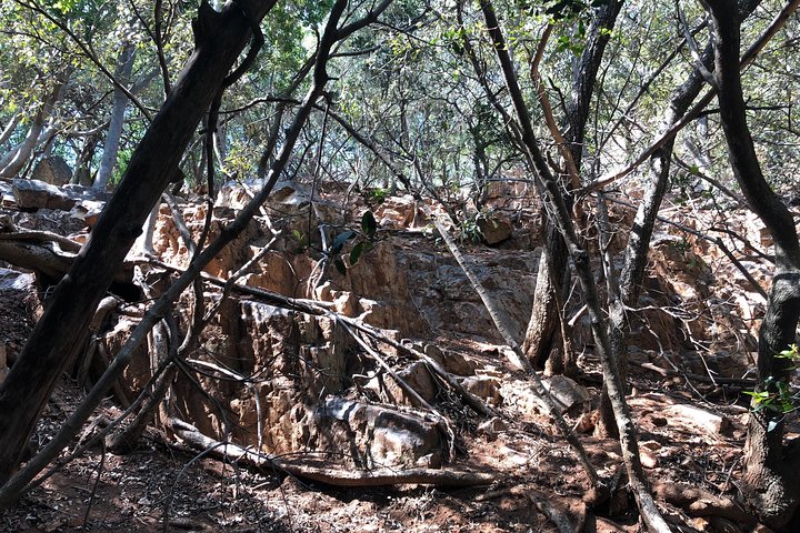 Tour zum Elefanten- und Affenschutzgebiet ab Johannesburg