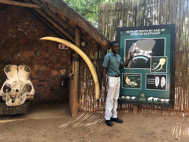 Tour zum Elefanten- und Affenschutzgebiet ab Johannesburg