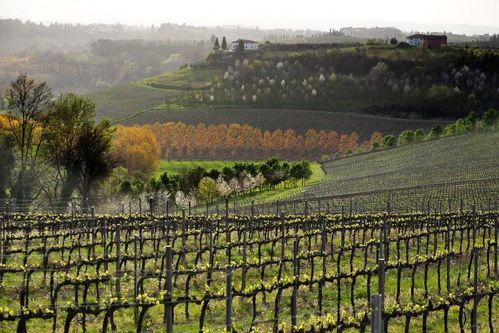Degustazione di vino e cibo in cantina biologica familiare