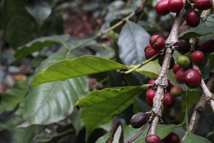 Coffee Farm Tour from Bogotá – Be a Farmer for a Day