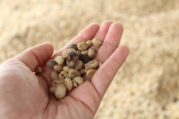 Coffee Farm Tour from Bogotá – Be a Farmer for a Day