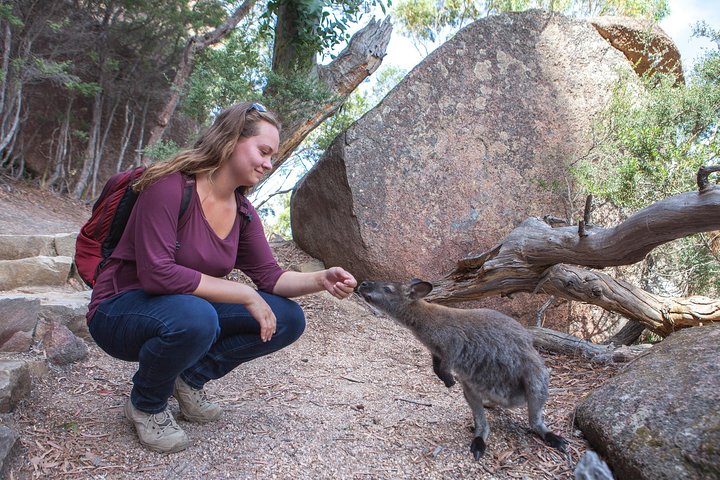 Launceston : Wineglass Bay & Freycinet Explorer Gita di un giorno