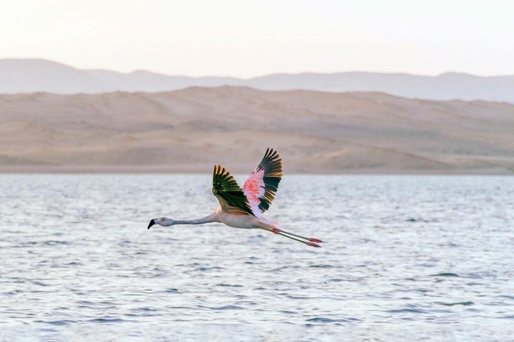 Privétour naar Paracas National Reserve vanuit Paracas of Pisco