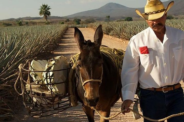 Gita di un giorno in tequila da Guadalajara con Jose Cuervo Express Train