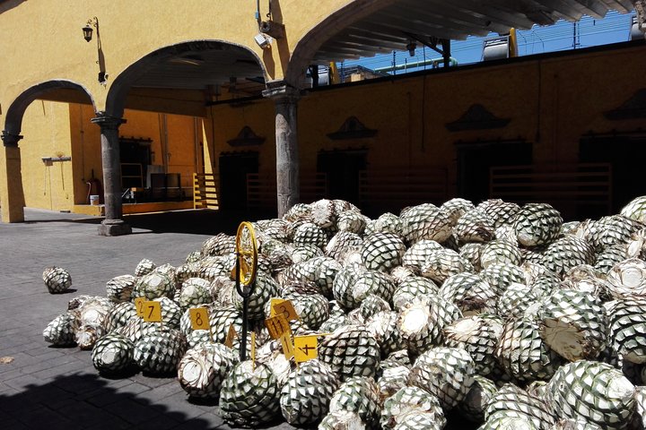Gita di un giorno in tequila da Guadalajara con Jose Cuervo Express Train