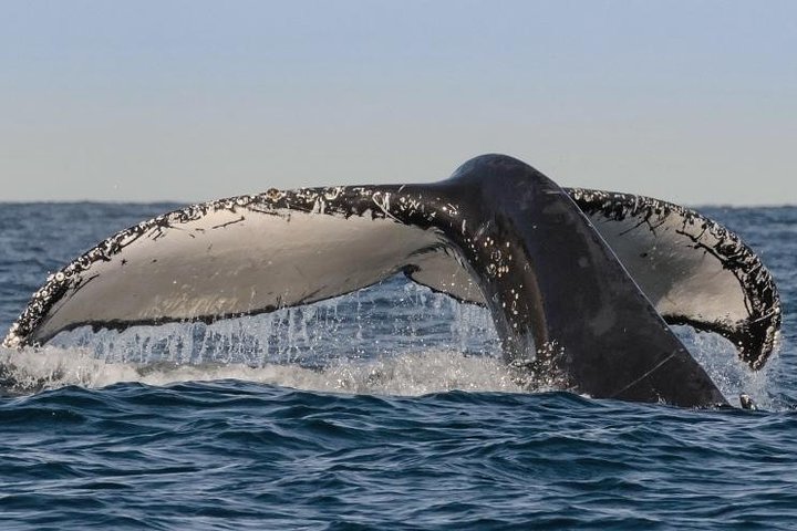 Sydney Whale-Watching Cruise Including Lunch or Breakfast