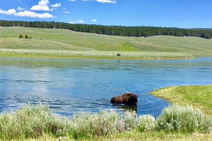 Visite privée de Yellowstone : sites emblématiques, faune, randonnées familiales + déjeuner