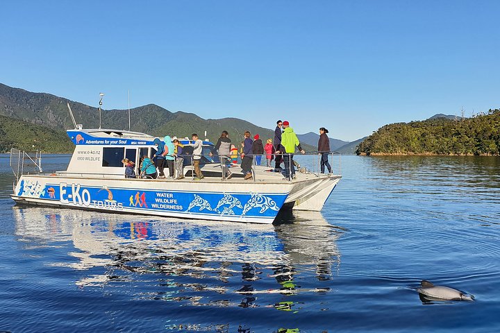 Motuara Wildlife Sanctuary Tour und Delfin-Kreuzfahrt ab Picton
