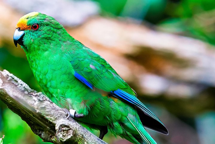 Motuara Wildlife Sanctuary Tour und Delfin-Kreuzfahrt ab Picton