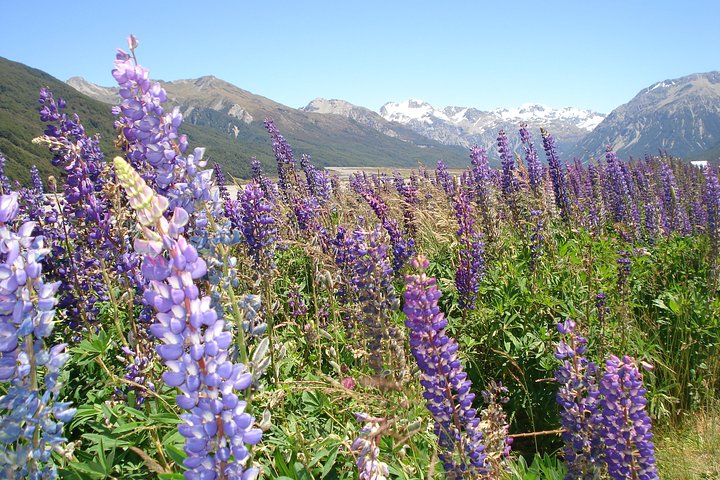 Arthurs Pass et excursion d'une journée dans les Alpes du Sud depuis Port Lyttelton ou Christchurch