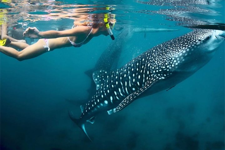 Whale Shark & Tumalog Falls & Sumilon Sandbar & Pescador Island med sardiner