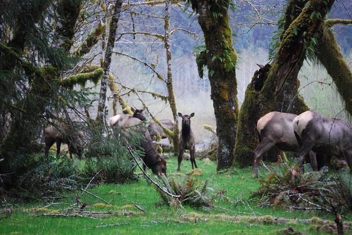Hoh Rain Forest og Rialto Beach Guidet tur i Olympic National Park