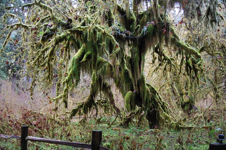 Hoh Rain Forest og Rialto Beach Guidet tur i Olympic National Park