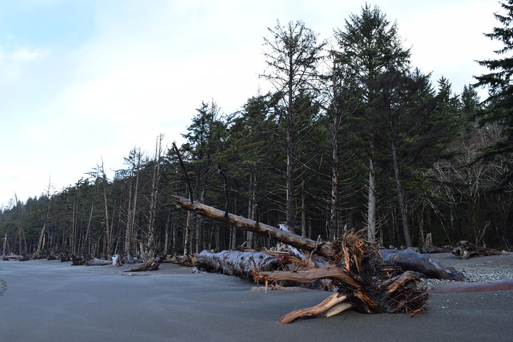 Hoh Rain Forest og Rialto Beach Guidet tur i Olympic National Park