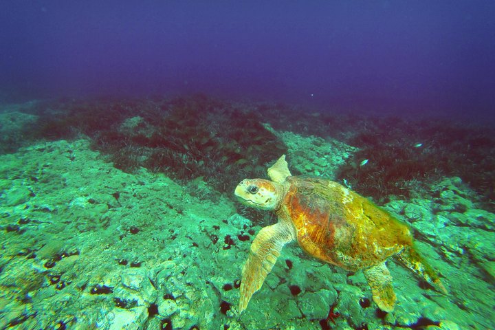Cabo de Gata Attivo. Percorso guidato in kayak e snorkeling attraverso le calette del Parco Naturale