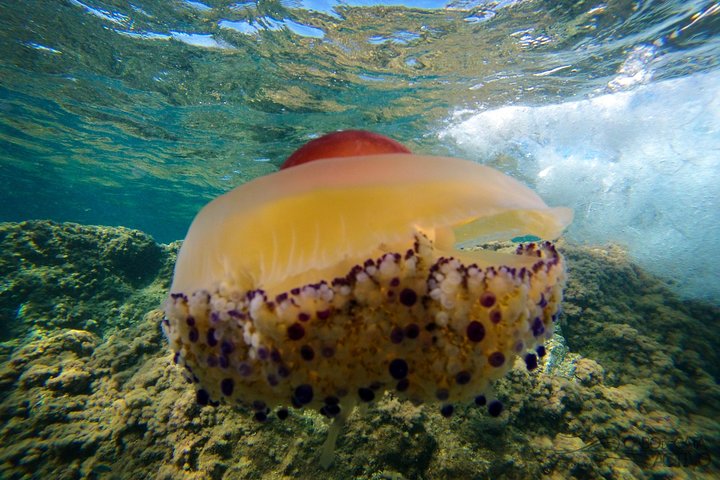 Cabo de Gata Attivo. Percorso guidato in kayak e snorkeling attraverso le calette del Parco Naturale