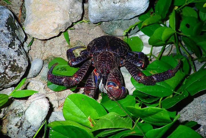 Okinawa Ishigaki Island Night Tour notturno del cielo stellato e della giungla