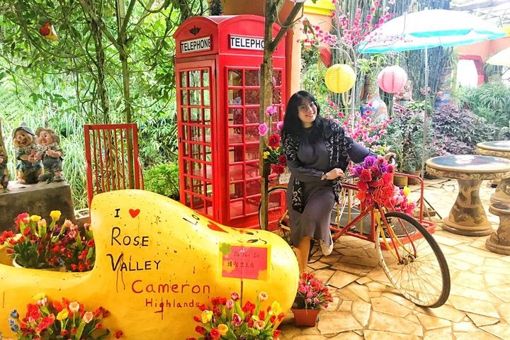 Cameron Highland beste dagstur fra Ipoh med lunsj (dagstur)