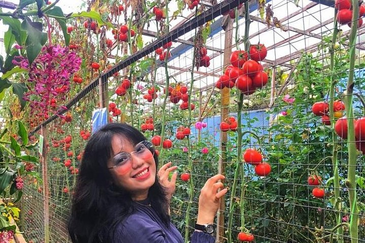 Cameron Highland beste dagstur fra Ipoh med lunsj (dagstur)