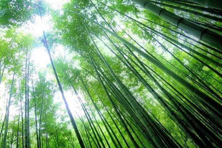 Kamakura Bamboo Forest och Great Buddha Private Tour