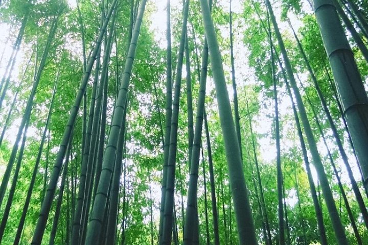 Kamakura Bamboo Forest och Great Buddha Private Tour