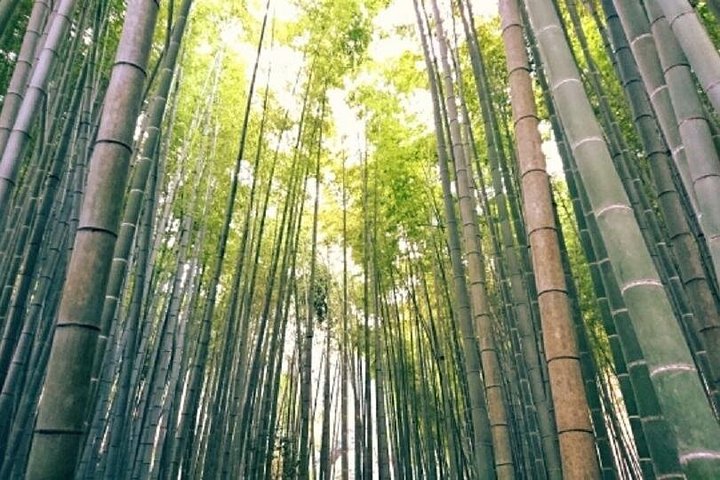 Kamakura Bamboo Forest och Great Buddha Private Tour