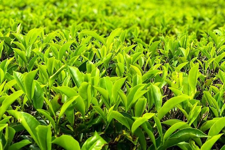 Cameron Highland beste dagstur fra Ipoh med lunsj (dagstur)