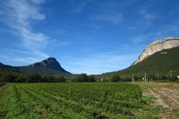 Lille Halvdag Languedoc Pic Saint-Loup Vin Tour fra Montpellier